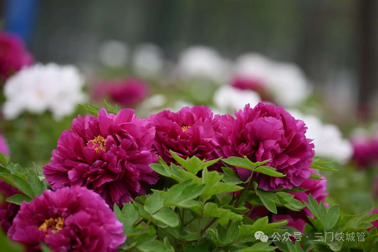 微信图片_20250417100359.png