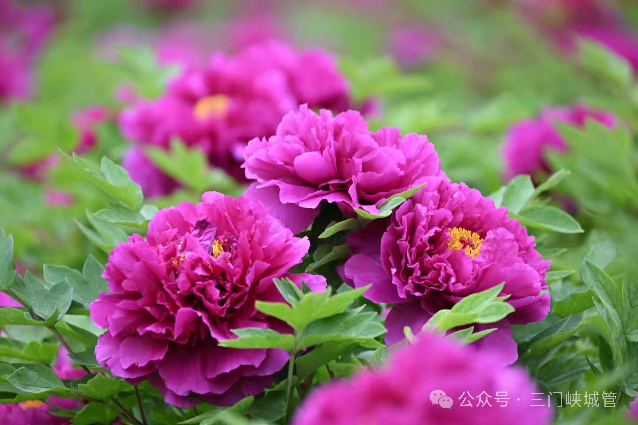 微信图片_20250417100402.png