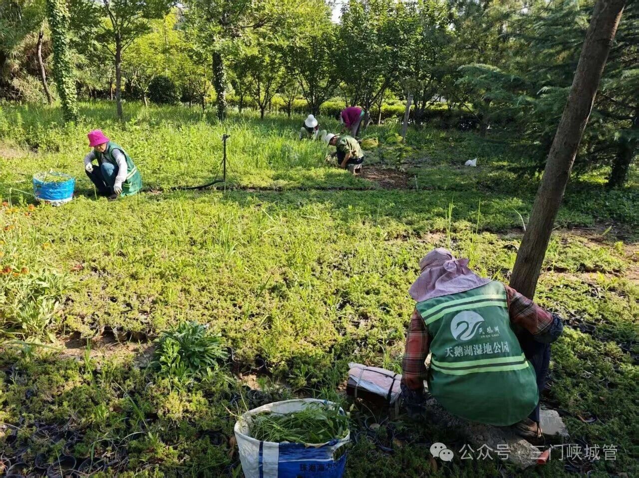 三门峡市园林绿化精细化管理工作周工作简报（7月8日至7月14日）
