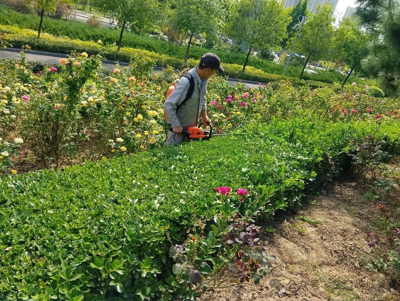 三门峡市园林绿化精细化管理工作周工作简报（9月16日至9月22日）